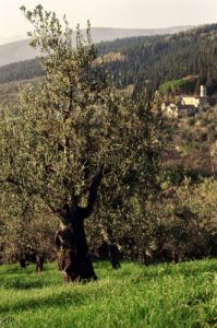 montemorello84110469