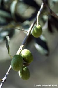olivo01_060908