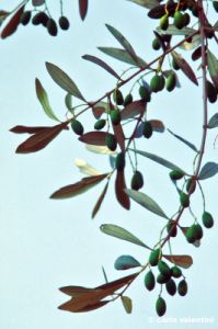 olive182_04