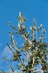 olive221_15