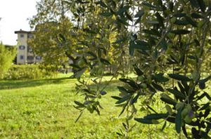 olive_vlm58