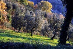 oliveta841106a69