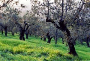 oliveta841108b69