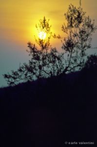 olivi202_18