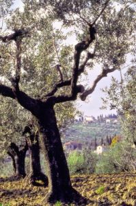 olivi221_12