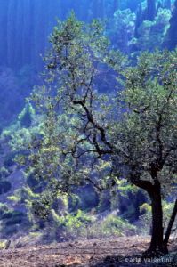 olivi258_13