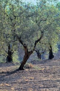 olivi258_17