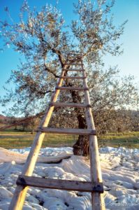 olivi509_10