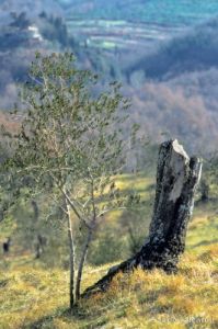 olivi936_20