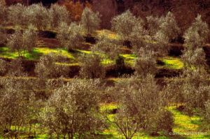 olivi936_29