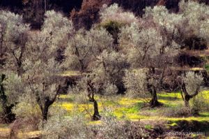olivi936_30