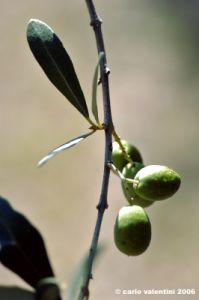 olivo06_060908