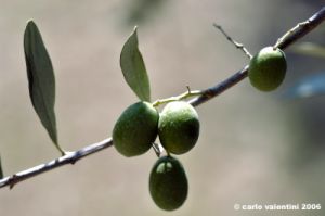 olivo10_060908