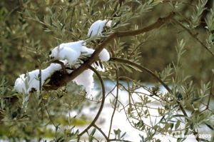 olivo_neve1