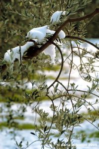 olivo_neve2