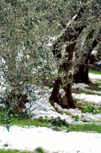olivo_neve5