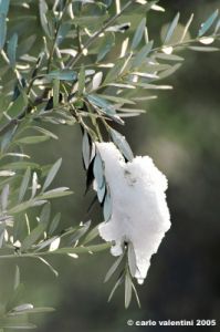 olivo_neve6