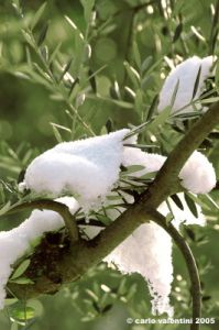 olivo_neve7