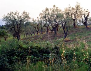 pontassieve850630a45