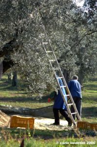 raccolta_olive001