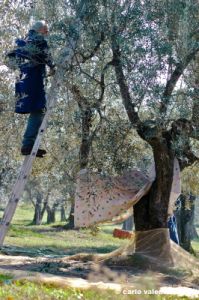 raccolta_olive005