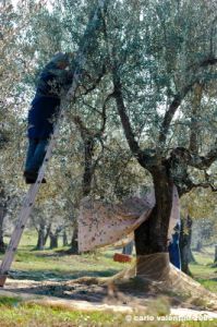 raccolta_olive006