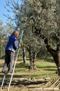 raccolta_olive008