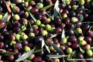 raccolta_olive010