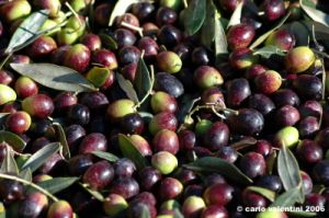 raccolta_olive011