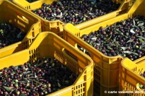 raccolta_olive012