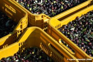 raccolta_olive013