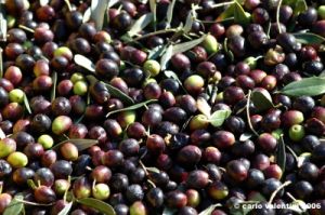raccolta_olive014
