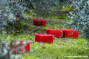 raccolta_olive017