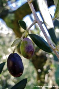 raccolta_olive03