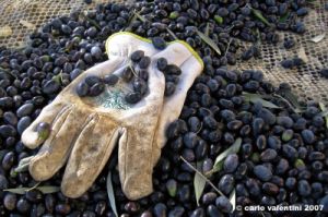 raccolta_olive04