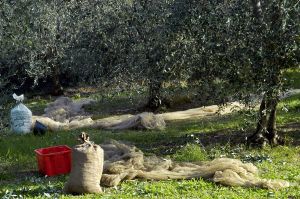raccolta_olive2