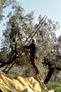 raccolta_olive220_23