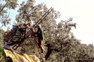 raccolta_olive220_25