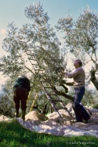 raccolta_olive220_29