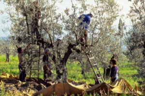 raccolta_olive221_28