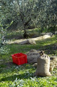 raccolta_olive3