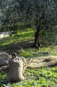 raccolta_olive4