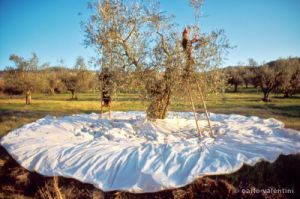 raccolta_olive508_44