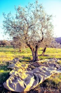 raccolta_olive509_04