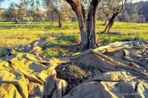raccolta_olive509_07