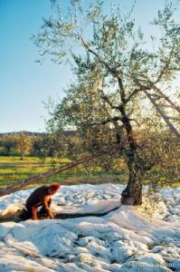 raccolta_olive509_13