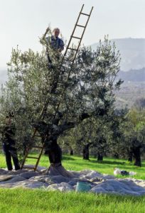 raccolta_olive84110169