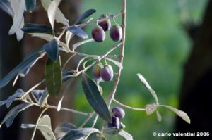 ramoscello_ulivo002