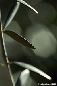 ulivo01