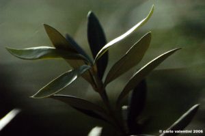 ulivo06